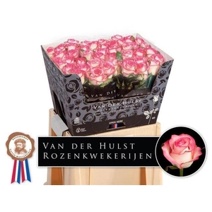 R Gr Jumilia Hulst