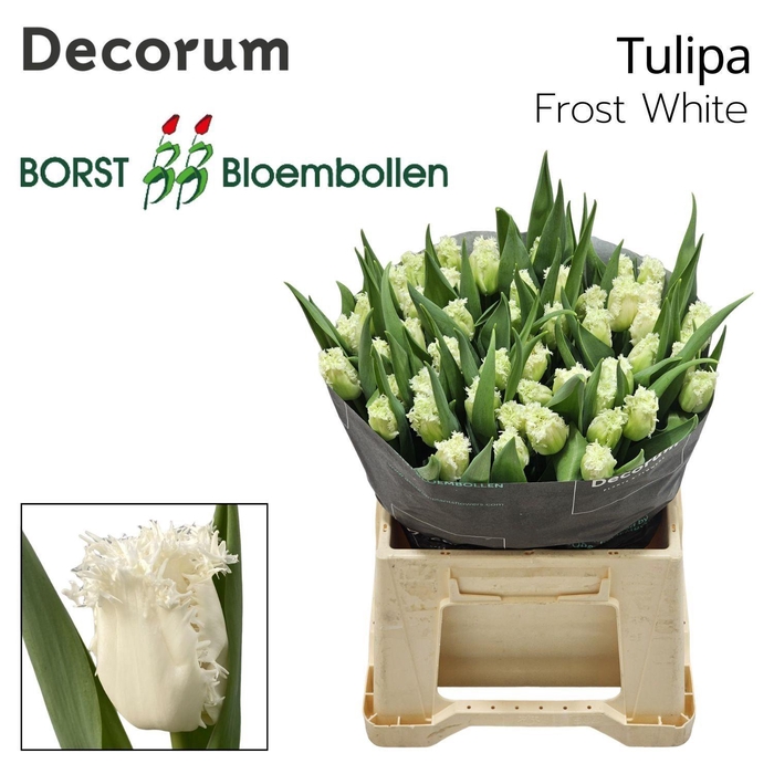 <h4>TU FR Frost White</h4>