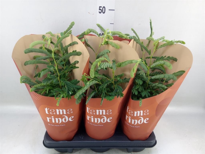 <h4>Tamarindus indica</h4>