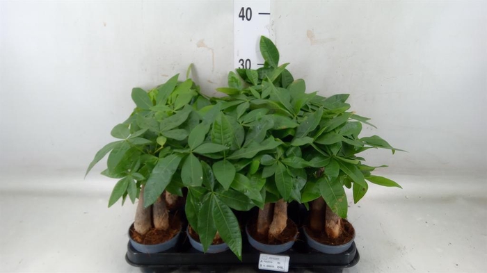 <h4>Pachira aquatica</h4>