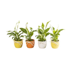 SPATHIPHYLLUM P6 L 65866