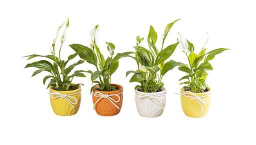 <h4>SPATHIPHYLLUM P6 L 65866</h4>