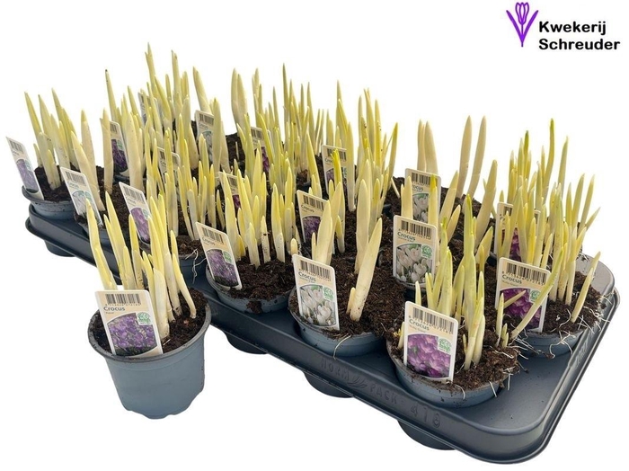 <h4>CROCUS GEM</h4>