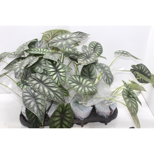 ALOCASIA DRAGON SCALE P12