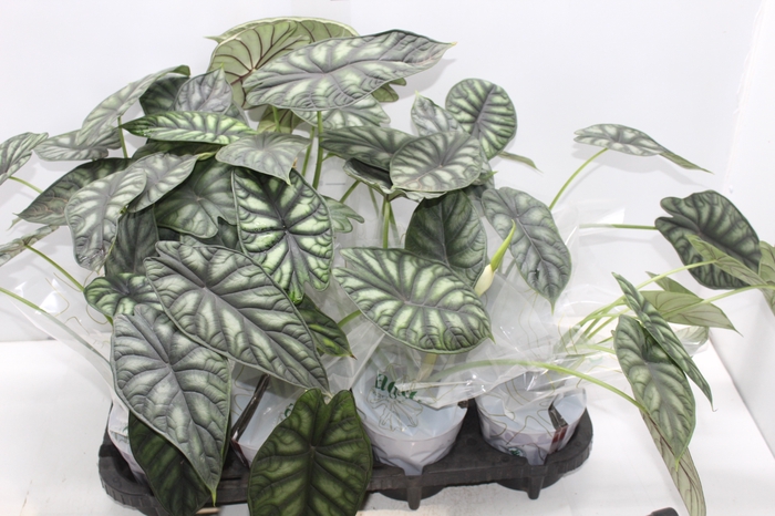 <h4>ALOCASIA DRAGON SCALE P12</h4>
