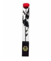 Rose on stem 50h Red Passionate pres.