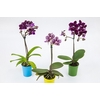PHALAENOPSIS MINI P06 HIDROPOTE