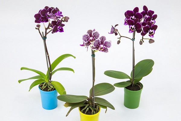 PHALAENOPSIS MINI P06 HIDROPOTE