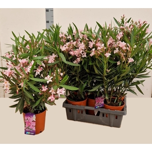 NERI OLEANDER
