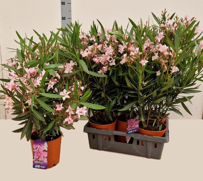 <h4>NERI OLEANDER</h4>