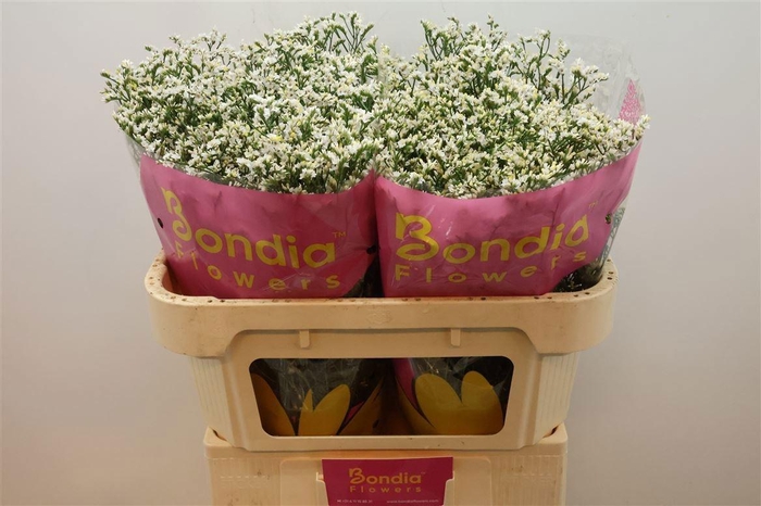 <h4>LIM SIN CHINA WHITE</h4>