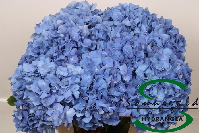 <h4>HYDR M CH PIMPERNEL</h4>