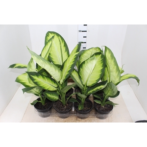 DIEFFENBACHIA TROPIC MARIANA P14