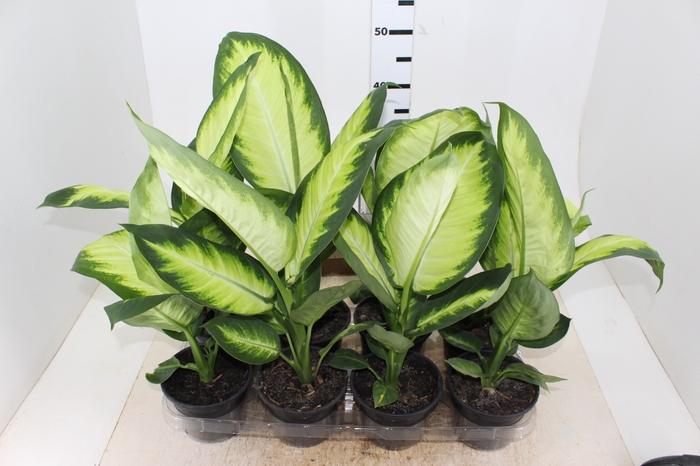 DIEFFENBACHIA TROPIC MARIANA P14