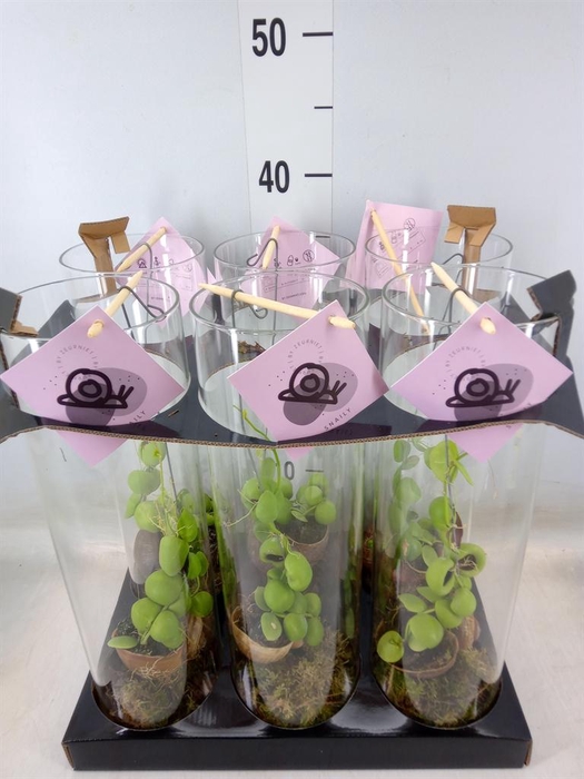 <h4>Arr.  Dischidia</h4>