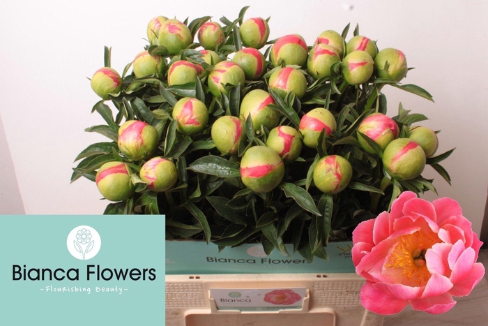 <h4>PAEONIA HYBR. 'CORAL SUNSET'</h4>