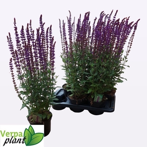 SALVIA NEMOROSA