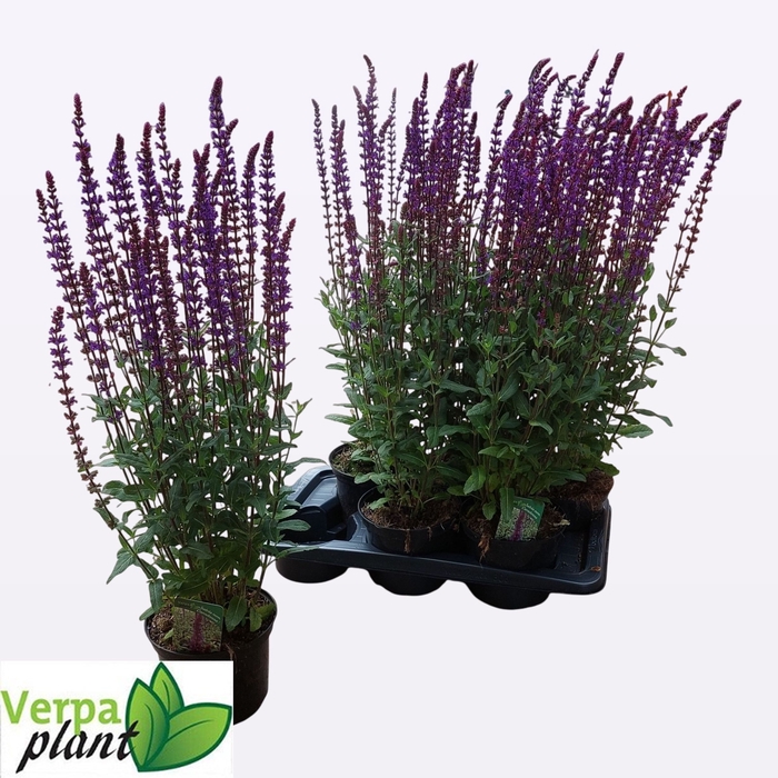 <h4>SALVIA NEMOROSA</h4>