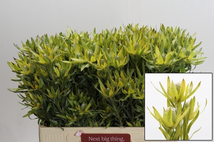 <h4>LEUCAD PIZZA</h4>