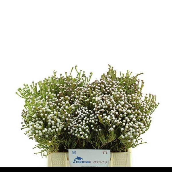 <h4>BRUN NODIFLORA</h4>