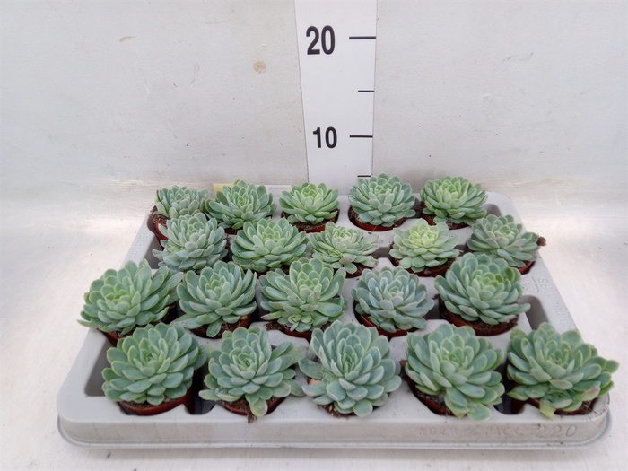 <h4>Echeveria elegans</h4>