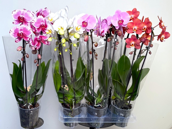 <h4>PHAL EL CASCADE</h4>