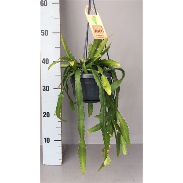 <h4>Rhipsalis monocantha</h4>