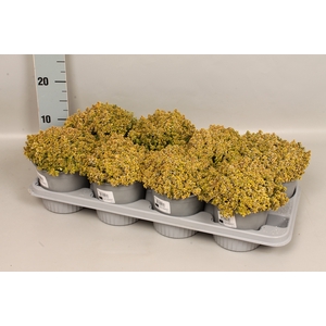 Kruiden I Thymus citriodorus (Citroentijm)