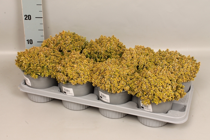 <h4>Kruiden I Thymus citriodorus (Citroentijm)</h4>