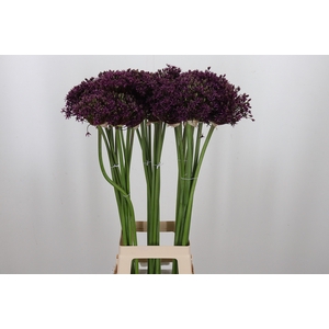 Allium Cherry