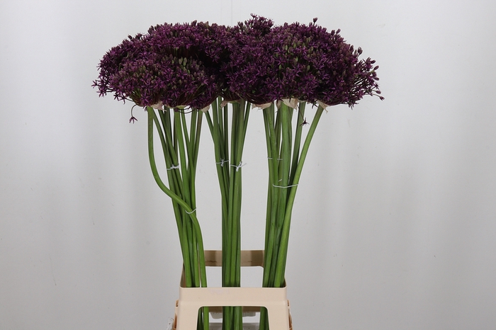 <h4>Allium Cherry</h4>