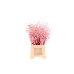 Berk ( Birch ) Light Pink