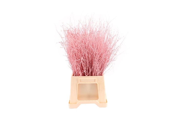 <h4>Berk ( Birch ) Light Pink</h4>