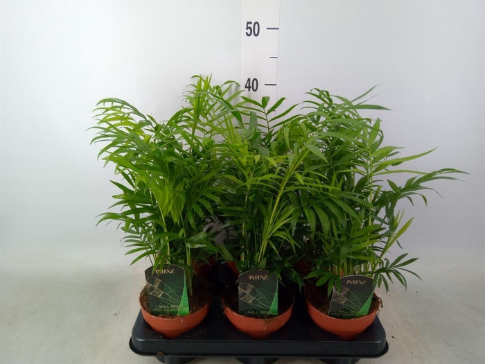 <h4>Chamaedorea elegans</h4>