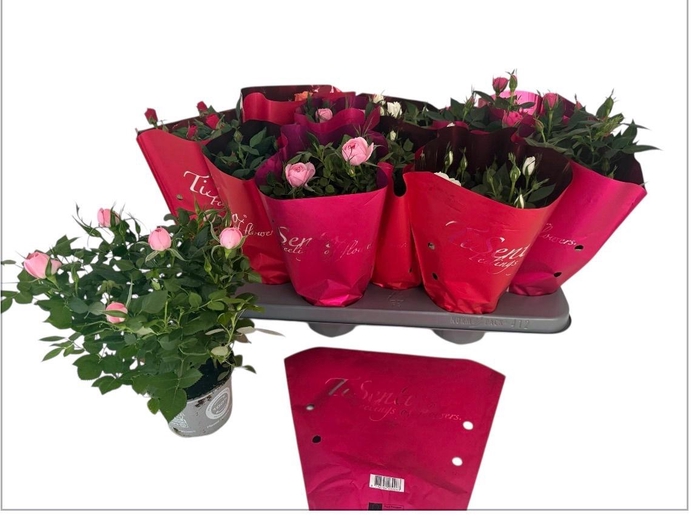 <h4>RO KORDANA GEM</h4>