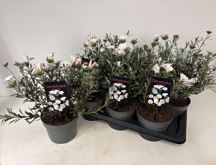 <h4>CONVO CNEORUM</h4>