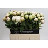 Paeonia Bowl Of Cream