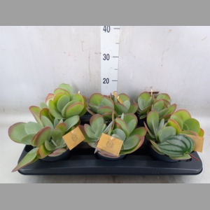 Kalanchoe NF thyrsiflora