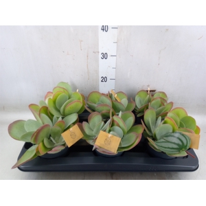 Kalanchoe NF thyrsiflora