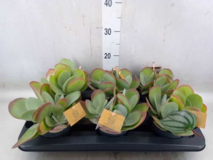 <h4>Kalanchoe NF thyrsiflora</h4>
