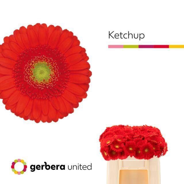 <h4>GERMINI KETCHUP GE MI KETCHUP</h4>