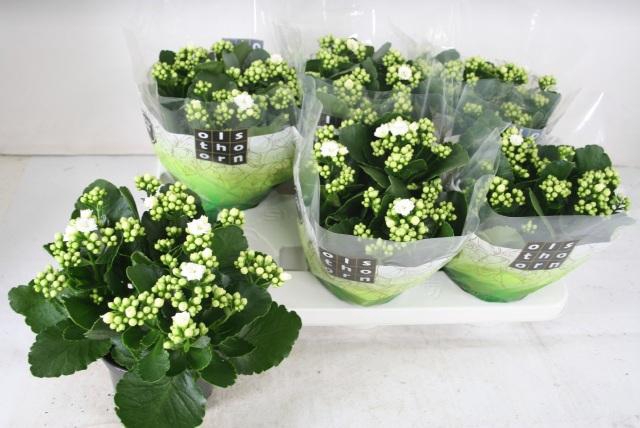 <h4>KAL GE WHITES WHITE</h4>