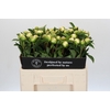 Paeonia Duchesse De Nemours