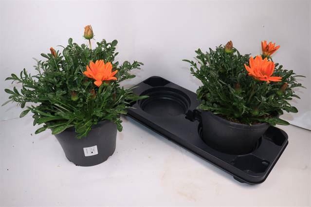 <h4>Gazania   ...</h4>