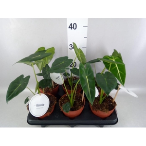Alocasia   ...