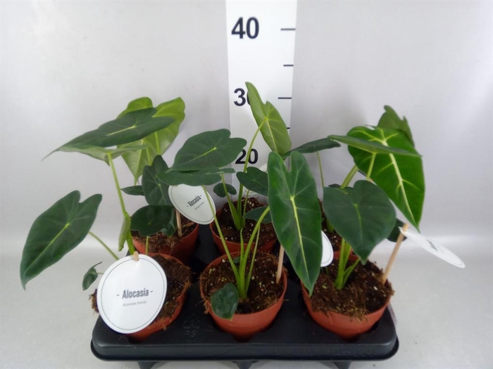 <h4>Alocasia   ...</h4>