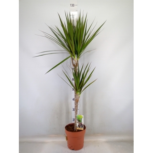 Dracaena marg.