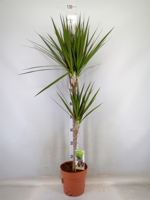 <h4>Dracaena marg.</h4>