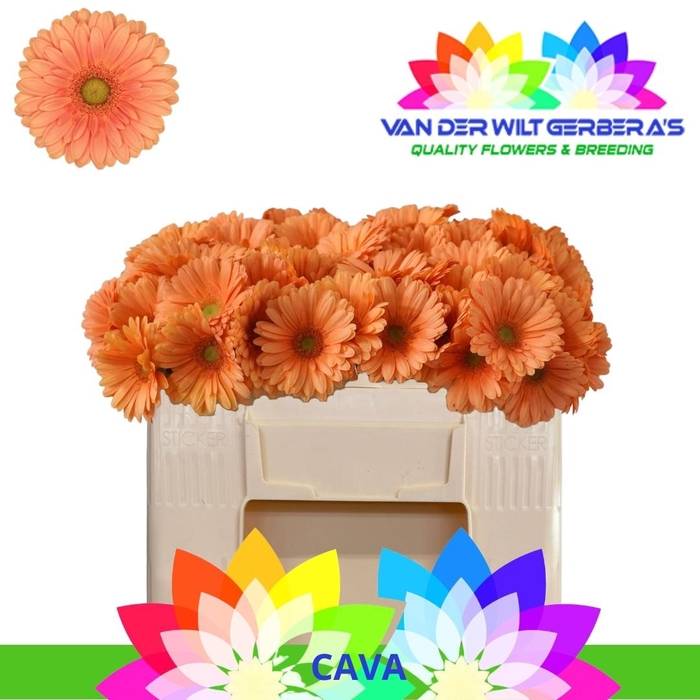 <h4>GE MI CAVA</h4>