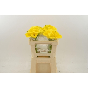 Calla Gold Label | Dubbelbloemig